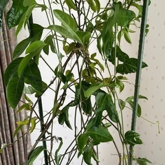 【   最終値下げ⠀】パッションフルーツの画像