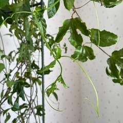 【   最終値下げ⠀】パッションフルーツの画像