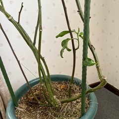 【   最終値下げ⠀】パッションフルーツの画像