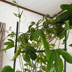 【   最終値下げ⠀】パッションフルーツの画像