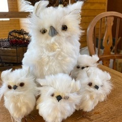 フクロウの親子の画像