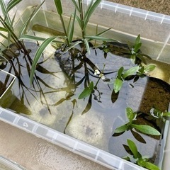 メダカ用水草②