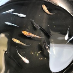 現物！改良メダカ色々15匹+αセット めだか ビオトープに！！