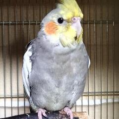 オカメインコ探してます！