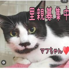 小柄で可愛い女の子推定3歳〜5歳　おとなしい性格で触られるの大好きです