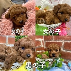ティー〜タイニー予想☆