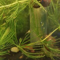 チェリーシュリンプの稚エビ🦐５色１０匹＋αと水草のマツモを少しお付けします。の画像