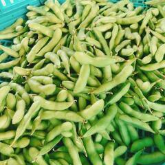有機又は低農薬の野菜を育てる仲間募集！