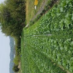 有機又は低農薬の野菜を育てる仲間募集！ - 和歌山市