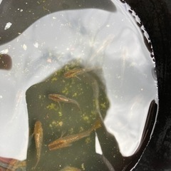 メダカ　魔王改✖︎黒燐［赫ラメ］ヒカリ体型　若魚　ワンペアー