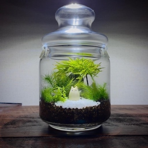 苔テラリウム