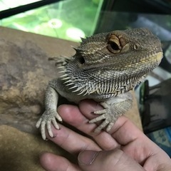 【お話中】フトアゴヒゲトカゲ♀