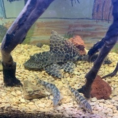 熱帯魚  セルフィンプレコ1匹とパキスタンローチ2匹