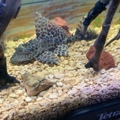 熱帯魚  セルフィンプレコ1匹とパキスタンローチ2匹の画像