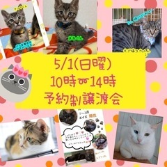 多頭飼育崩壊からレスキューされた子【譲渡会参加】 - 猫