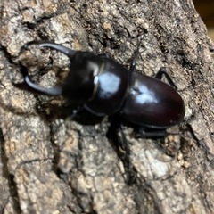 クワガタカブト虫のお話ししたいです！ - 友達