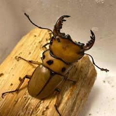 メンガタクワガタメリー　幼虫の画像