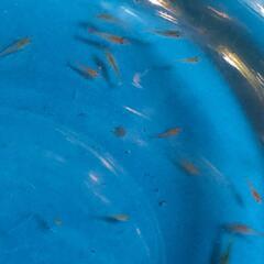 チェリーシュリンプの稚エビ🦐５色１０匹＋αと水草のマツモを少しお付けします。の画像