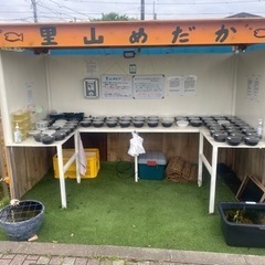 里山めだか無人販売所　改良メダカとミジンコ　4/26出店