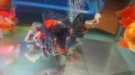 金魚 稚魚3