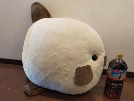 特大マンボウ