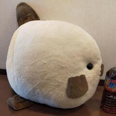 特大マンボウ