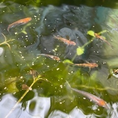 三色メダカ選別漏れ　10匹の画像