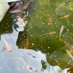 三色メダカ選別漏れ　10匹の画像