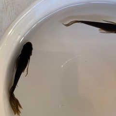 めだか サタンレッドテール