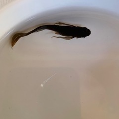 めだか サタンレッドテールの画像