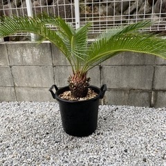 【値下げ！ドライガーデンに⠀】蘇鉄 ソテツ 植物