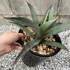 【値下げ！ドライガーデンに】アガベ アメリカーナ アオノリュウゼ...