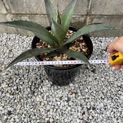 【値下げ！ドライガーデンに】アガベ アメリカーナ アオノリュウゼツラン 1の画像