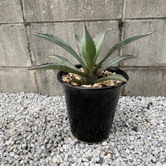 【値下げ！ドライガーデンに】アガベ アメリカーナ アオノリュウゼツラン 1の画像