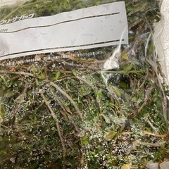 ヒメイワダレソウ　無農薬　姫イワダレソウの画像