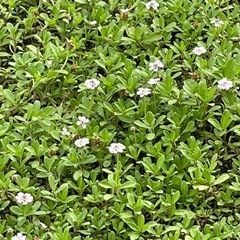 ヒメイワダレソウ　無農薬　姫イワダレソウの画像
