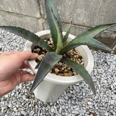 【値下げ！ドライガーデンに】アガベ アメリカーナ アオノリュウゼ...