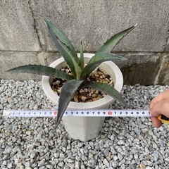 【値下げ！ドライガーデンに】アガベ アメリカーナ アオノリュウゼツラン 2の画像
