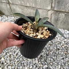 【ドライガーデンに】アガベ アメリカーナ アオノリュウゼツラン 3