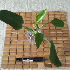 観葉植物フィロデンドロン 1個100円