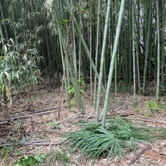 真竹差し上げます。