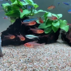 熱帯魚　レッドファントムルブラ　ラスト4匹おまけ付きの画像