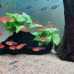 熱帯魚　レッドファントムルブラ　ラスト4匹おまけ付き