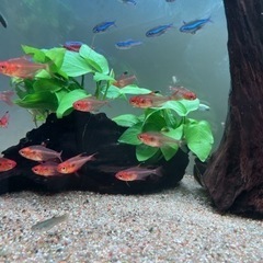 熱帯魚　レッドファントムルブラ　ラスト4匹おまけ付きの画像