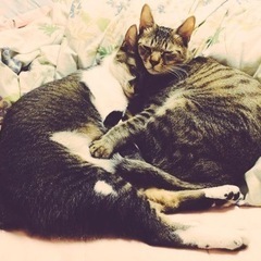 二匹、兄弟のような仲良し猫人見知りなしかなりの甘えん坊