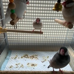 文鳥ペア２組