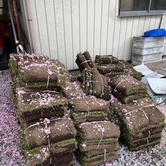 高麗芝　
