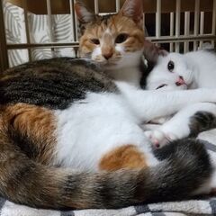 兄妹で迎えられました！優しい三毛娘 - 猫