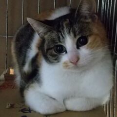 兄貴分の先住くんと仲良しになりました♪お目目ぱっちり三毛　こまち...