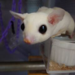 お問い合わせ頂きありがとうございます。里親様　決定しました。